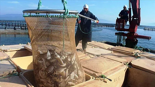 MUĞLA'NIN BALIKLARI DÜNYA SOFRALARINI SÜSLÜYOR