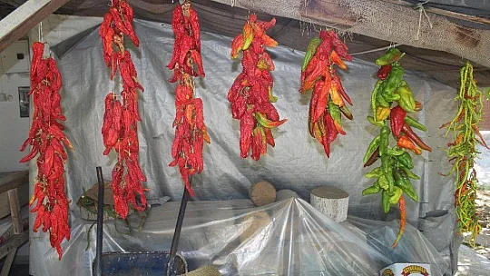 Tıkıratma biber geleneği Muğla'da yüzlerce yıldır sürdürülüyor