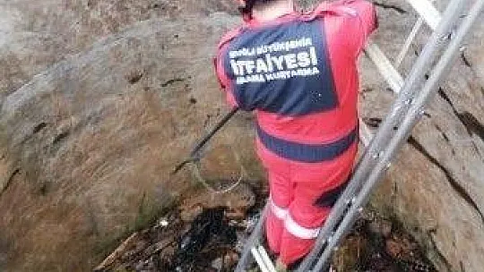 Tilkiyi kurtarmak için seferber oldular