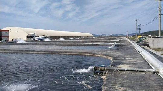 Toprak havuzda yetişen balıklar istihdama büyük katkı sağlıyor