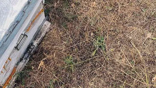 Trakya'daki Muğlalı arıcılardan 'çayır tırtılı' ilaçlama uyarısı