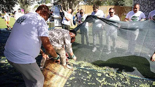 Turistler tatili bırakıp zeytin topladı