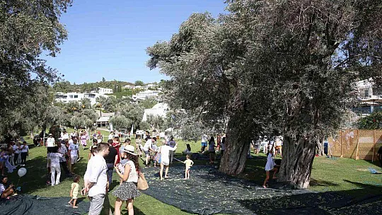 Turistler tatili bırakıp zeytin topladı