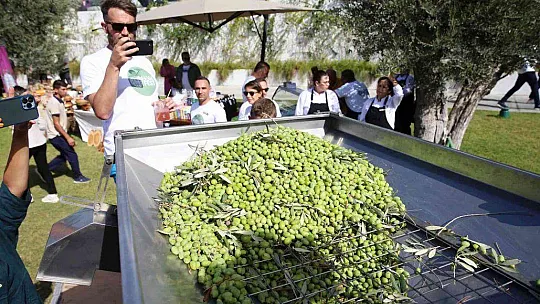 Turistler tatili bırakıp zeytin topladı