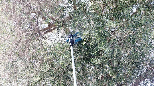 Turistler tatili bırakıp zeytin topladı