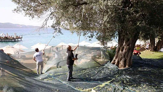 Turistler tatili bırakıp zeytin topladı