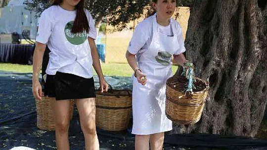 Turistler tatili bırakıp zeytin topladı