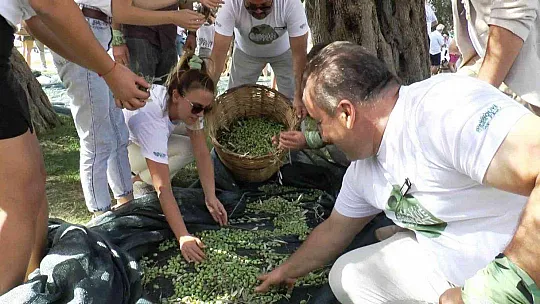 Turistler tatili bırakıp zeytin topladı