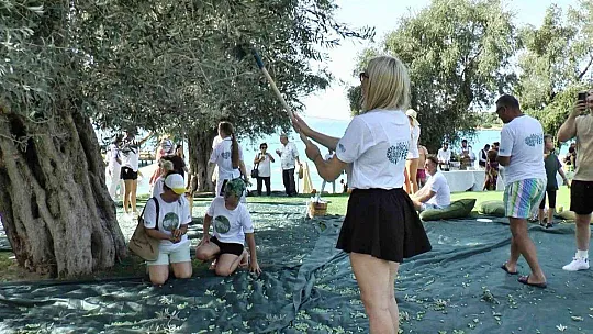 Turistler tatili bırakıp zeytin topladı