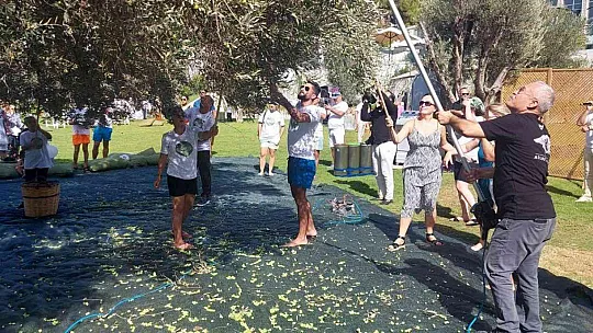 Turistler tatili bırakıp zeytin topladı