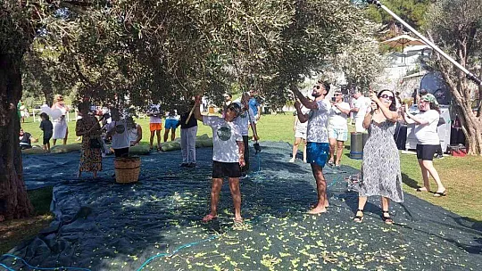 Turistler tatili bırakıp zeytin topladı