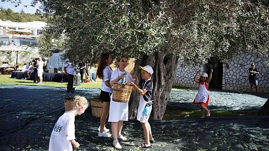 Turistler tatili bırakıp zeytin topladı