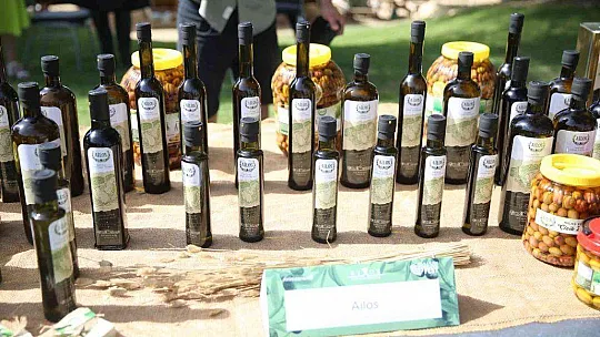 Turistler tatili bırakıp zeytin topladı