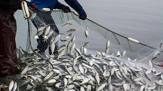 TÜRKİYE'NİN SU ÜRÜNLERİ İHRACATININ ZİRVESİNDE MUĞLA VE İZMİR VAR