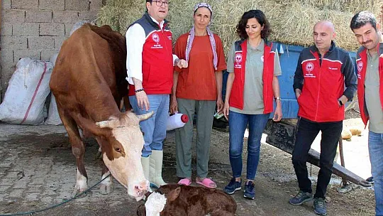 Türkiye'ye örnek proje 'Buzağım Doğdu' ihbar hattı