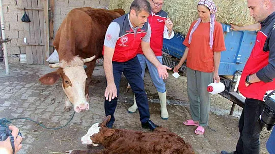Türkiye'ye örnek proje 'Buzağım Doğdu' ihbar hattı