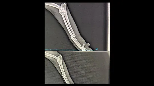 Ortaca Belediyesi can dostların yanında