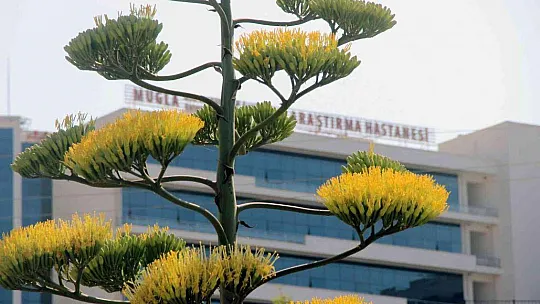 UNESCO DÜNYA KÜLTÜR MİRASI LİSTESİNDE