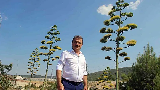 UNESCO DÜNYA KÜLTÜR MİRASI LİSTESİNDE