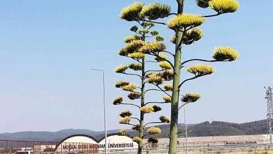 UNESCO DÜNYA KÜLTÜR MİRASI LİSTESİNDE