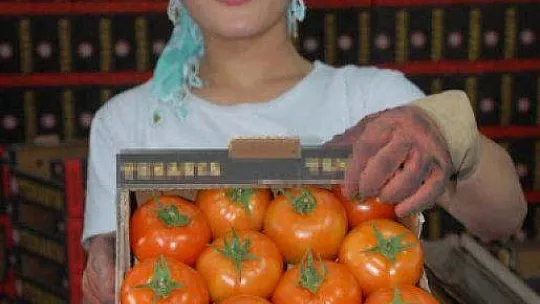 Domateste Kota Arttı, Üreticiler Sevinç İçinde
