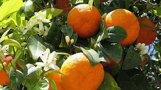 Başvurular 25 Haziran'da sona eriyor