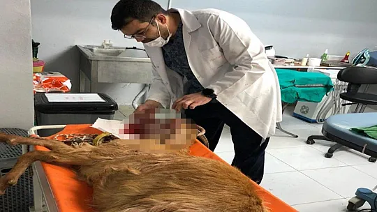 Pitbul keçiyi parçaladı