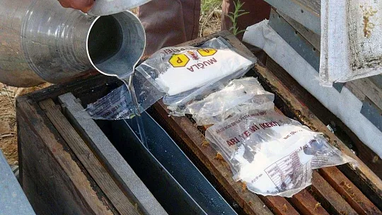 Üreticiler arıların ölmemesi için mücadele veriyor