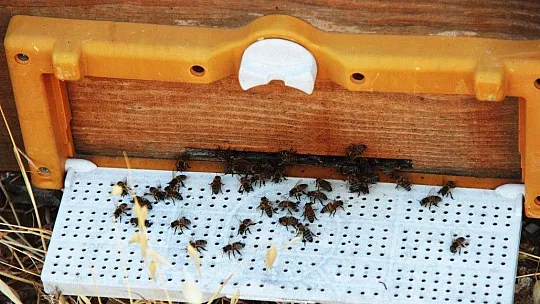 Üreticiler arıların ölmemesi için mücadele veriyor