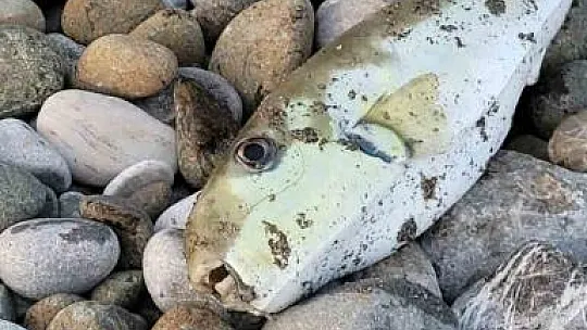 Vatandaşların oltalarına Balon balığı takılıyor