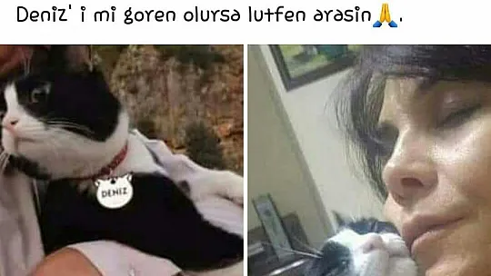Kayıp Sevimli Kedi Aranıyor 