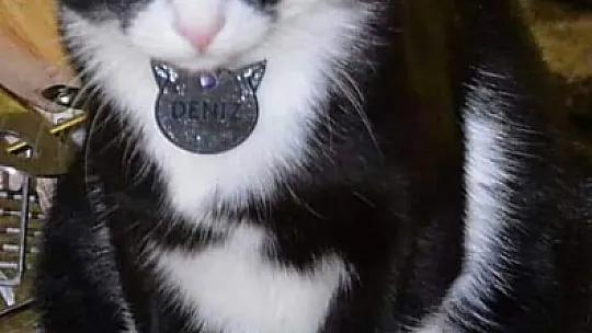 Kayıp Sevimli Kedi Aranıyor 