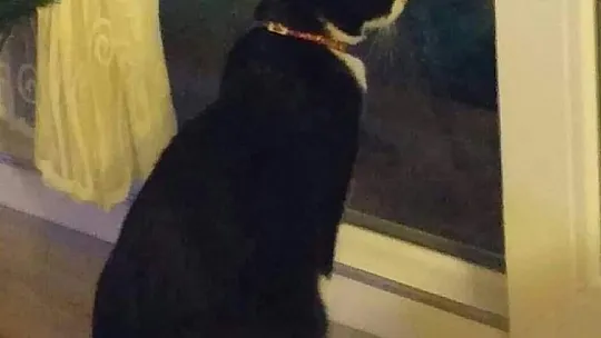 Kayıp Sevimli Kedi Aranıyor 