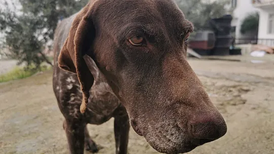 Plakası tespit edildi, sürücüsü belirsiz