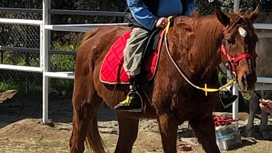 Engellilere ücretsiz at terapisi 