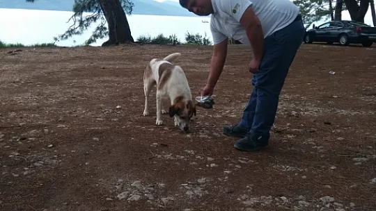 Zor Durumda Kalan Sokak Hayvanlarına MUÇEV Yetişti