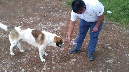 Zor Durumda Kalan Sokak Hayvanlarına MUÇEV Yetişti