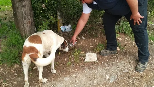 Zor Durumda Kalan Sokak Hayvanlarına MUÇEV Yetişti