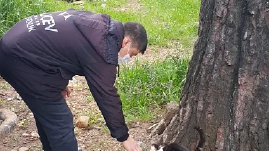 Zor Durumda Kalan Sokak Hayvanlarına MUÇEV Yetişti