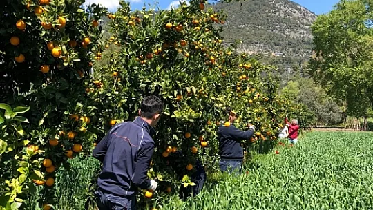 İhtiyaç Sahiplerine Portakal Ulaştırdılar
