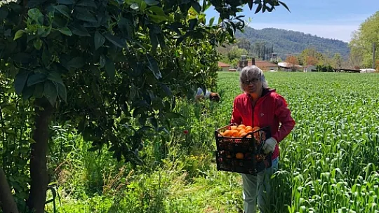 İhtiyaç Sahiplerine Portakal Ulaştırdılar