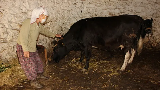 Muğla'da Herkes Evinde, Çiftçiler Tarlada