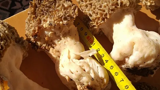 7 Kuzu Göbeği 1 Kilo 40 Gram