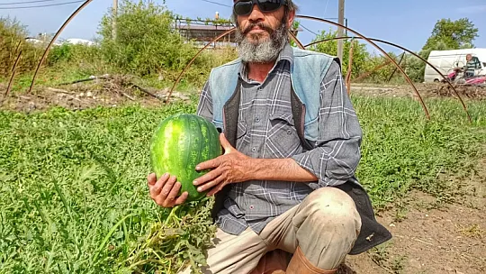 Bölgenin En Erkenci Karpuzu Fethiye'de Üretildi
