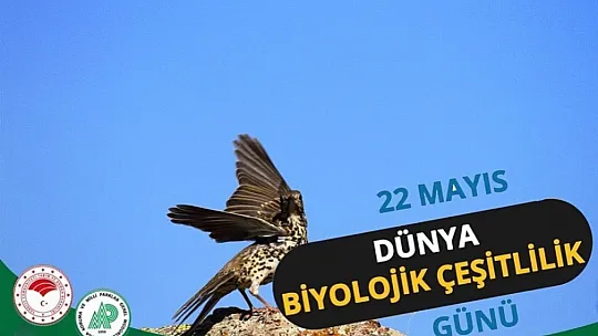 Binbir Renk, Tek Renk Olmadan 