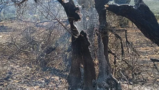 Yangında 5 Hektar Alan Zarar Gördü