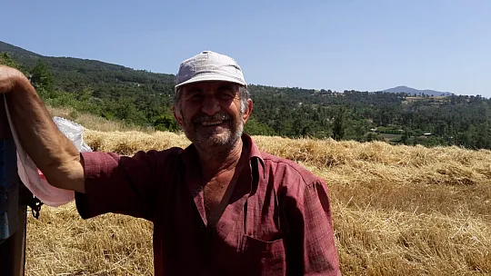 Buğday hasadı biçerdöverle yapılıyor