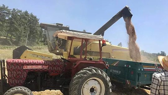 Buğday hasadı biçerdöverle yapılıyor