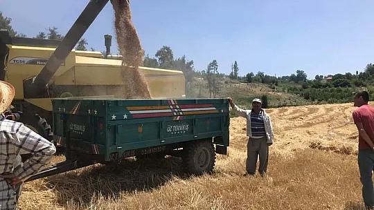 Buğday hasadı biçerdöverle yapılıyor