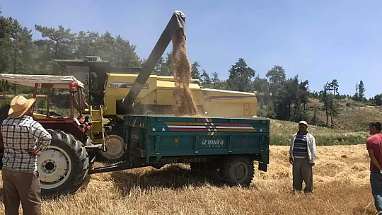 Buğday hasadı biçerdöverle yapılıyor